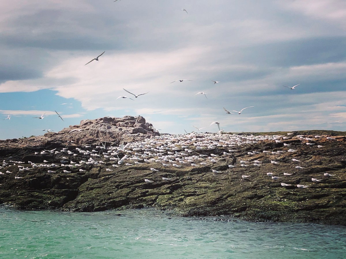 South American Tern - ML646950589