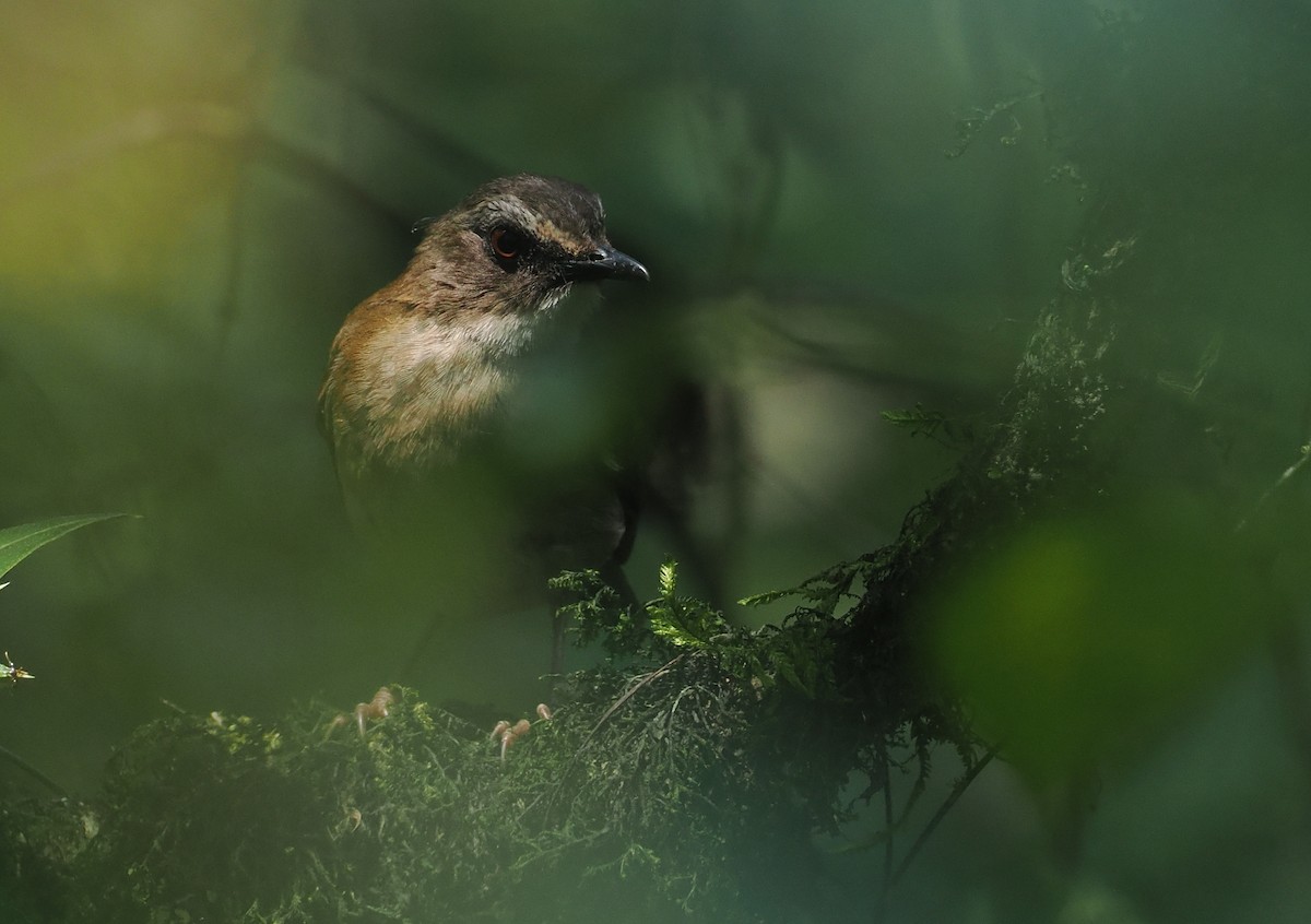 Brown-chested Alethe - ML646950592