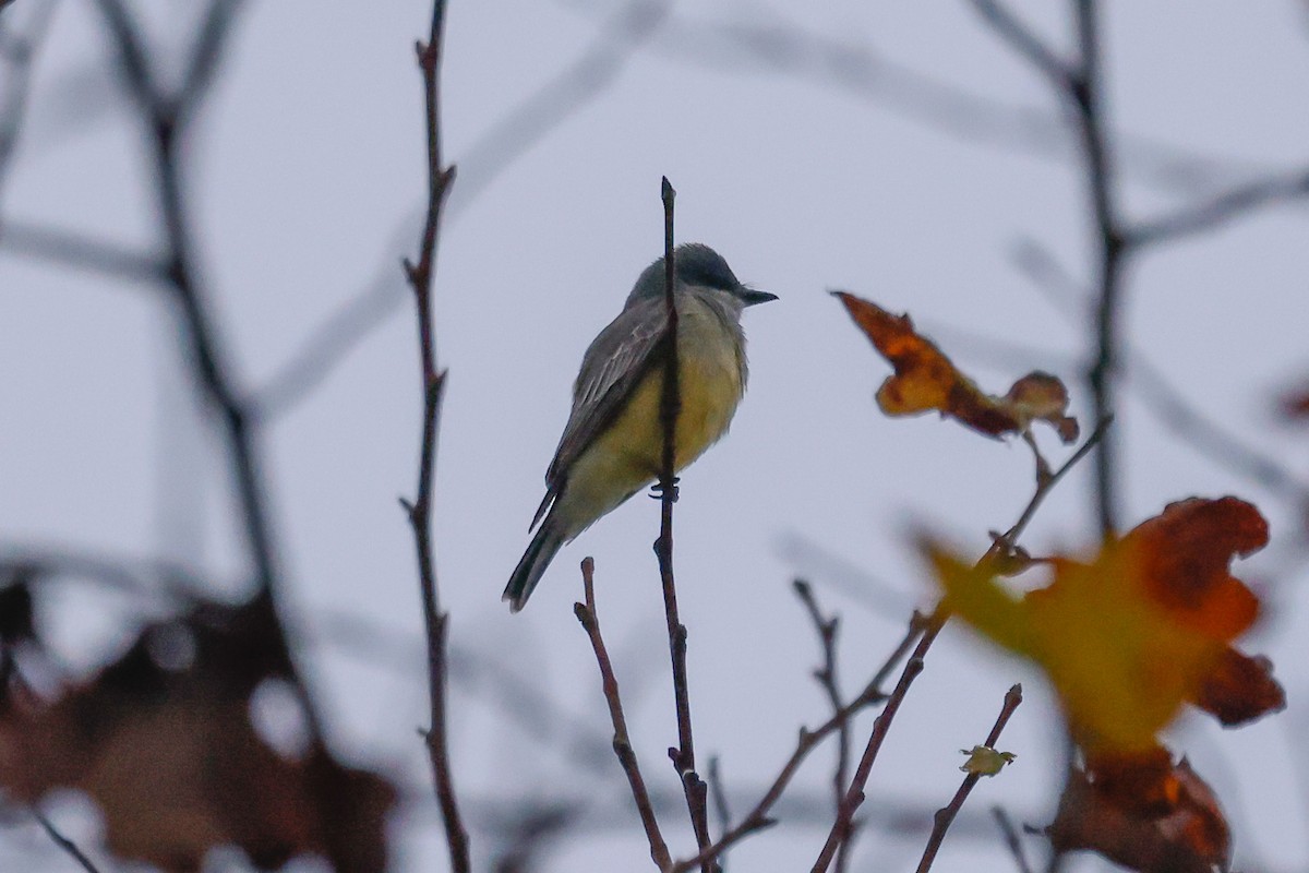 Tirano Gritón - ML646950594