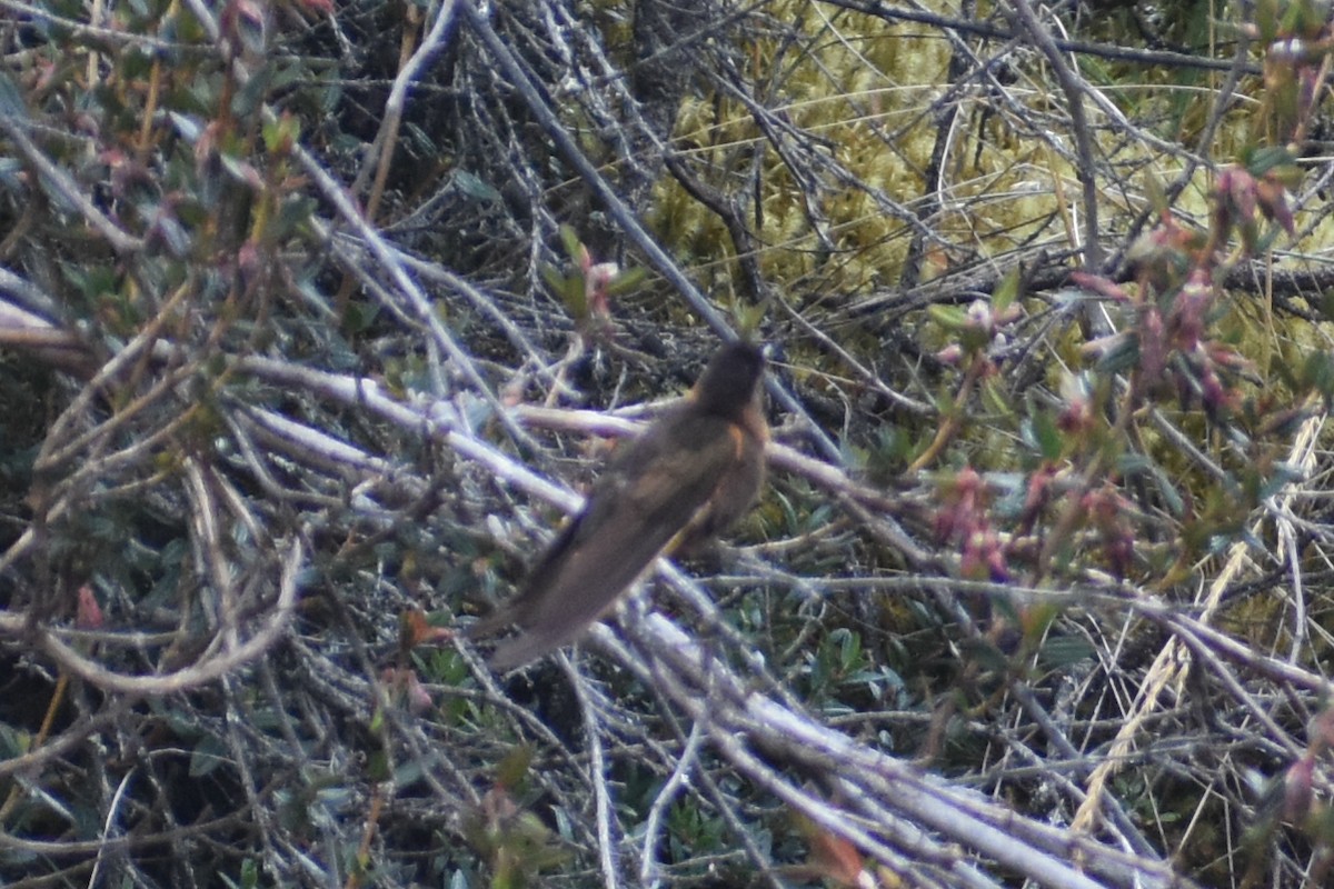 Shining Sunbeam - ML646950595