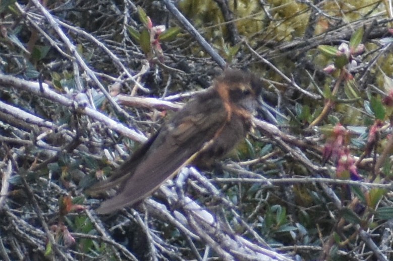 Shining Sunbeam - ML646950596