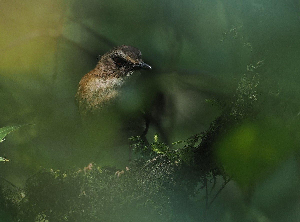 Brown-chested Alethe - ML646950597