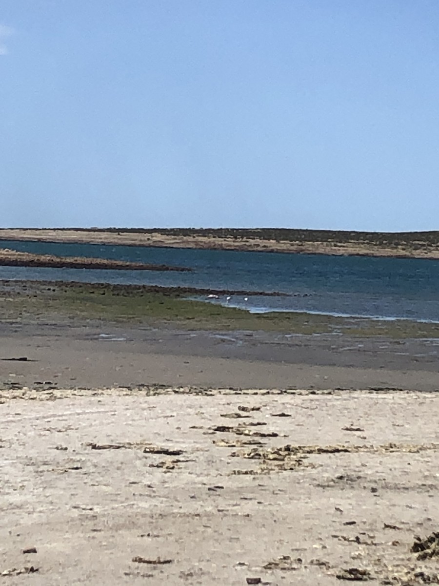 Chilean Flamingo - ML646950598