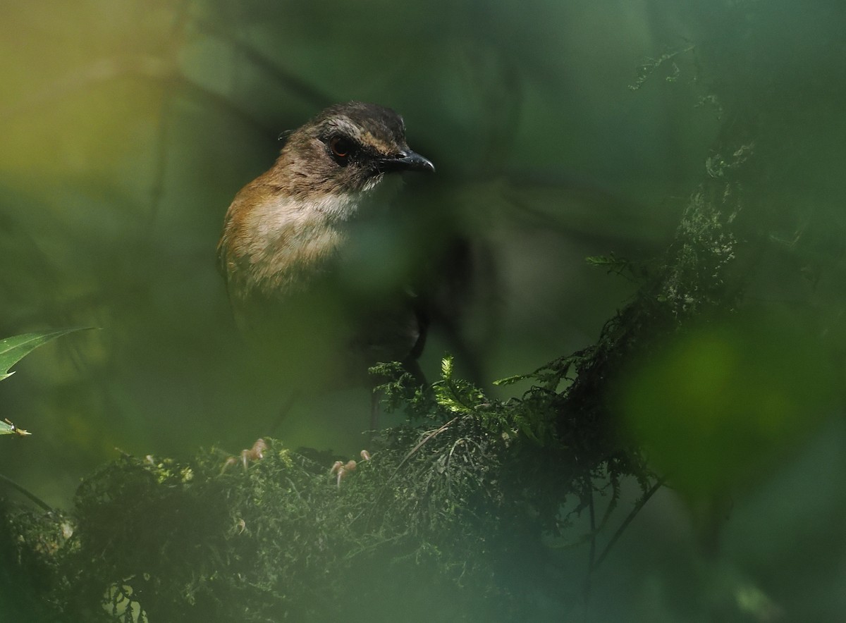 Brown-chested Alethe - ML646950602