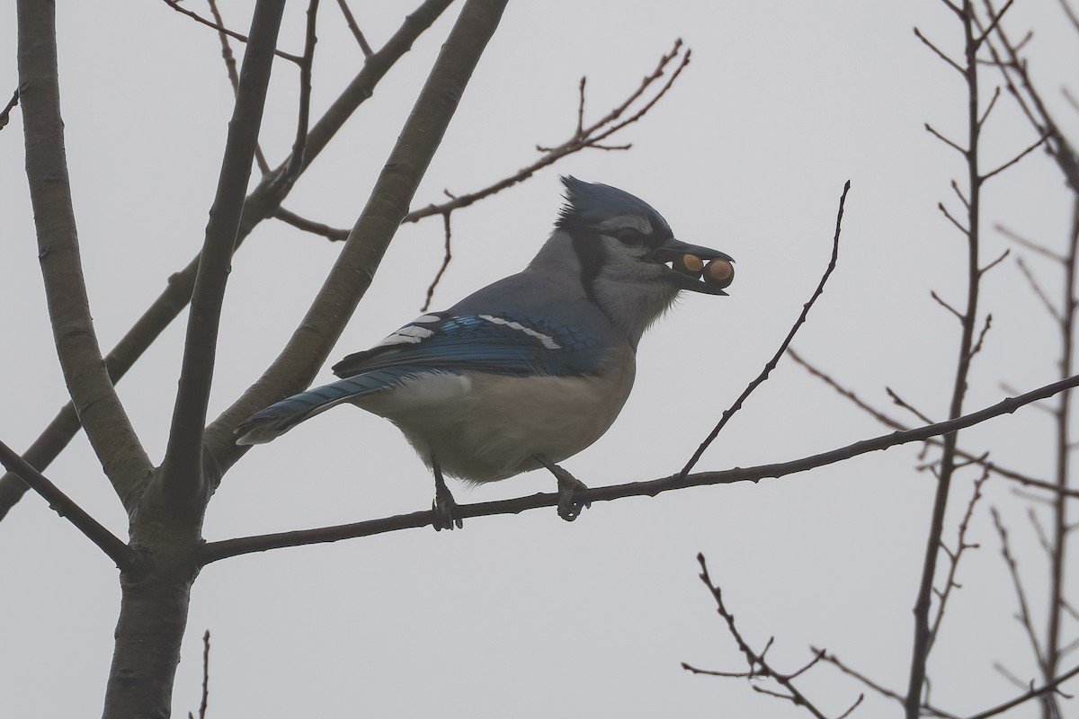Blue Jay - ML646950609