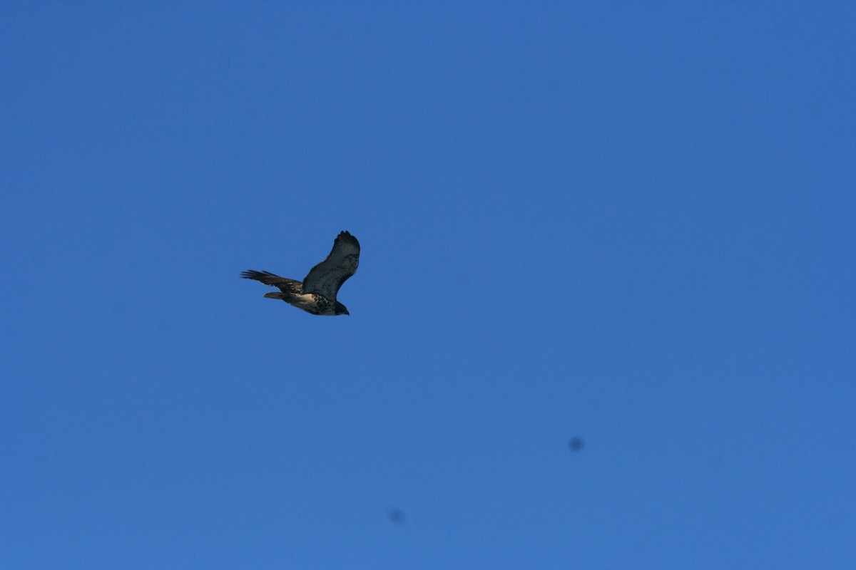 Red-tailed Hawk - ML646950610