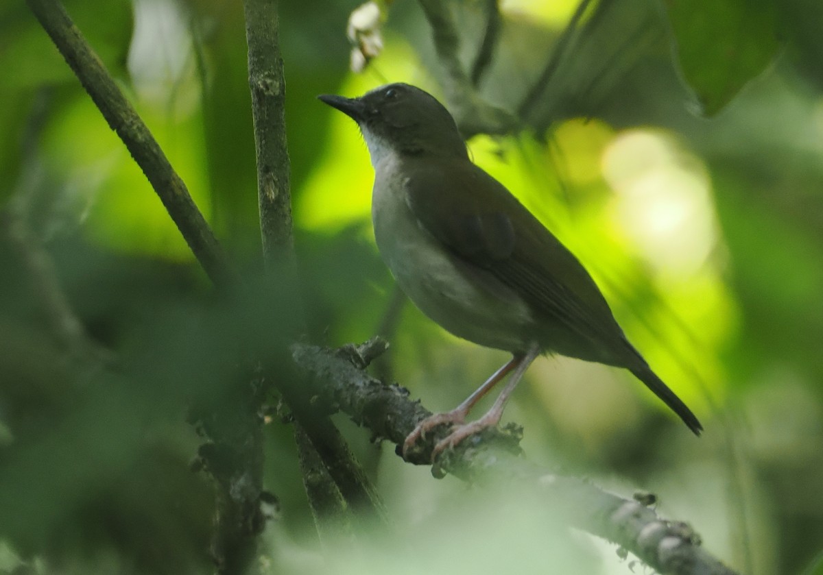 Brown-chested Alethe - ML646950611
