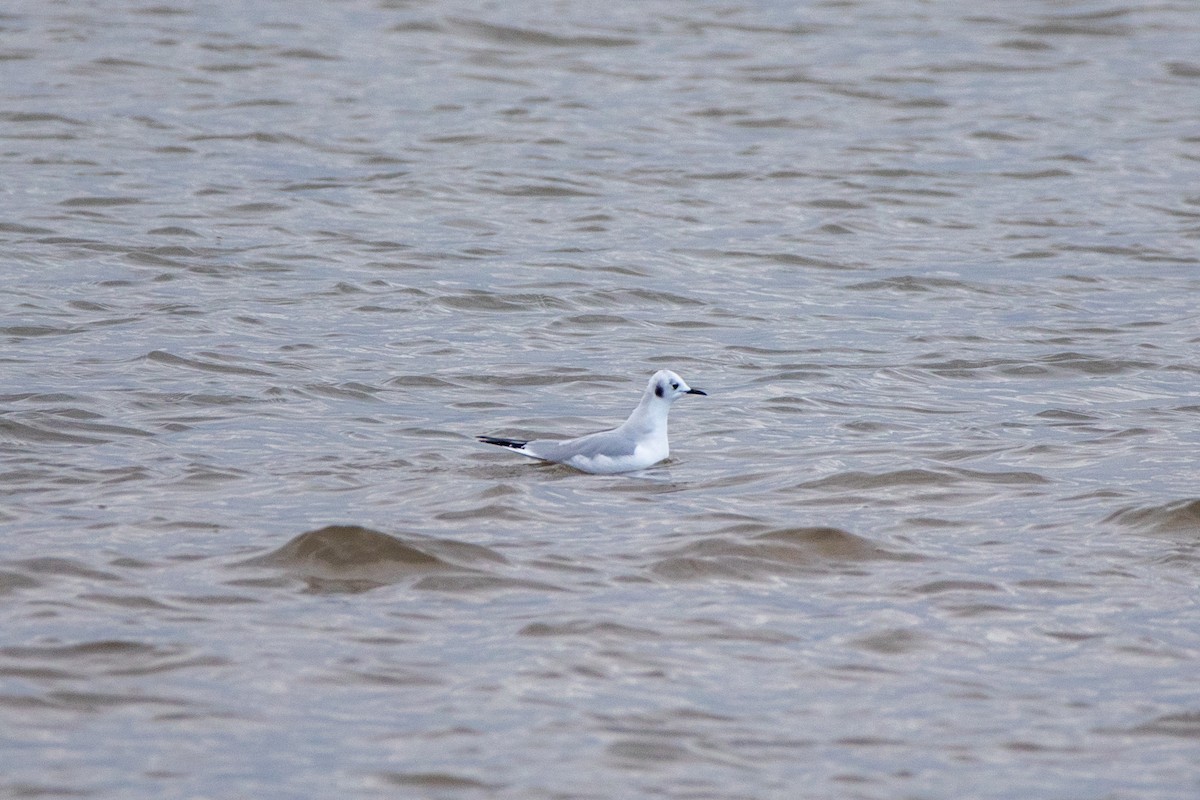 Bonaparte's Gull - ML646950612