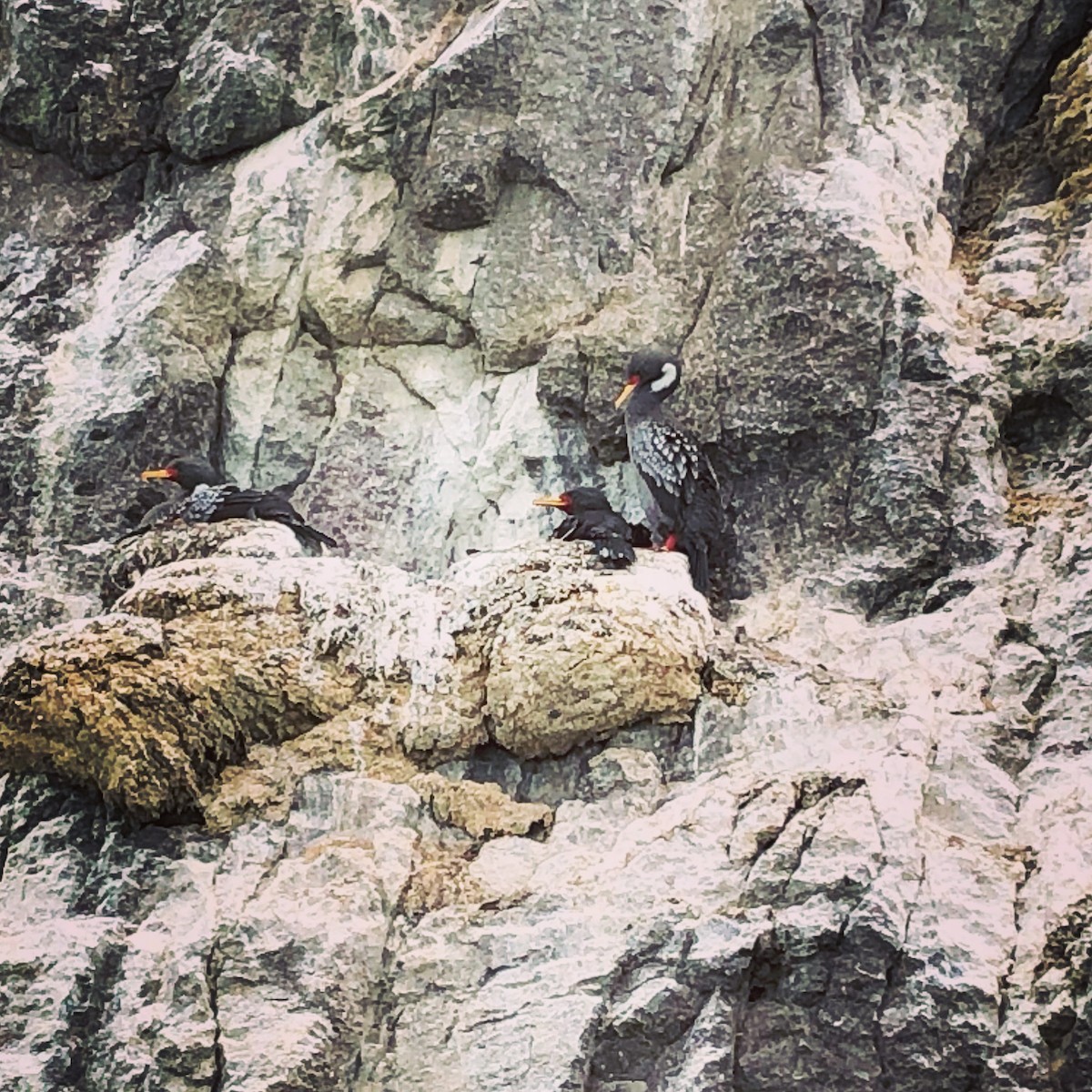 Red-legged Cormorant - ML646950615