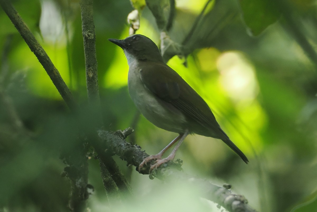Brown-chested Alethe - ML646950617