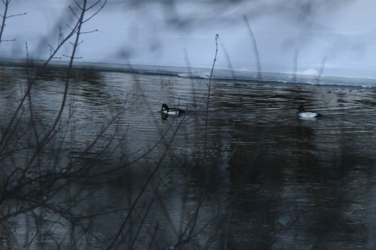 キタホオジロガモ - ML646950618