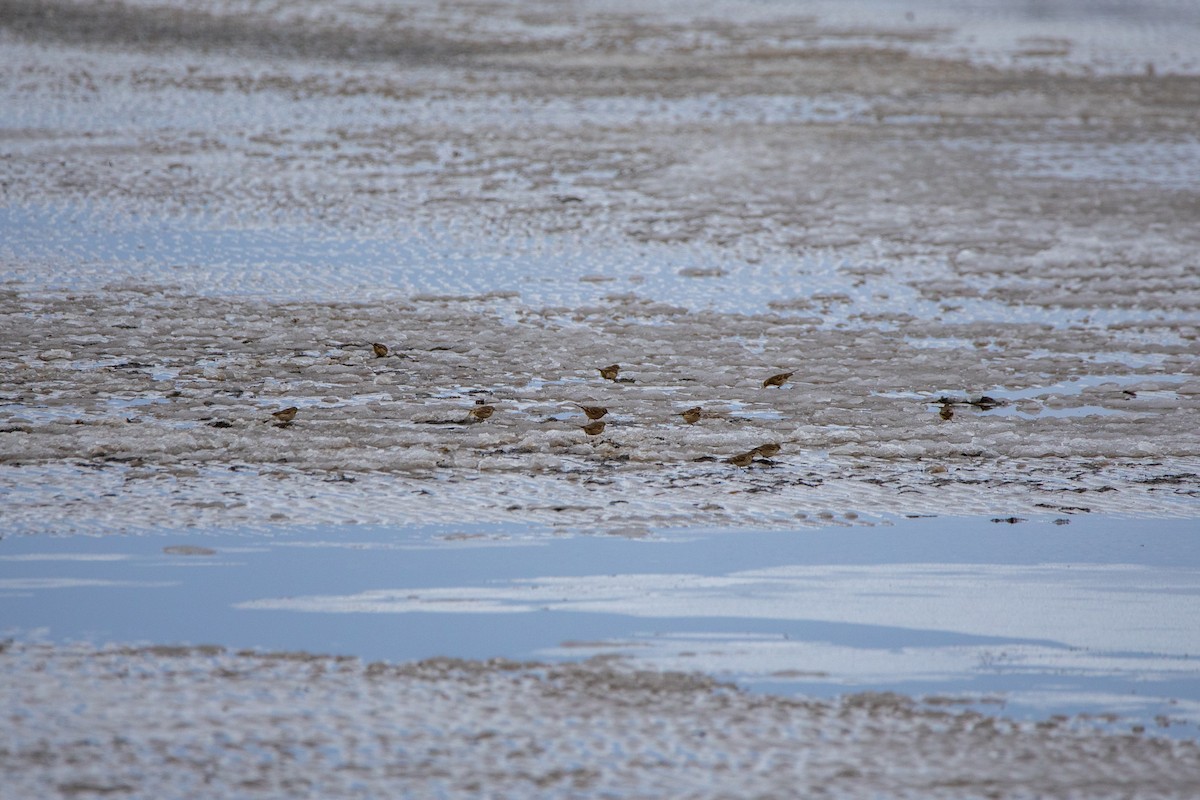 American Pipit - ML646950622