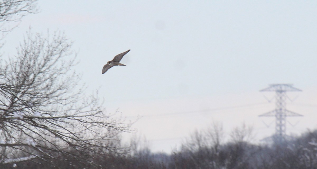 Wanderfalke - ML646950623