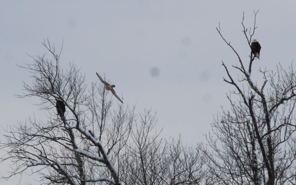 Wanderfalke - ML646950624