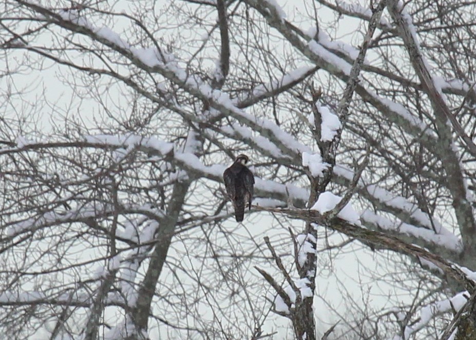 Peregrine Falcon - ML646950626