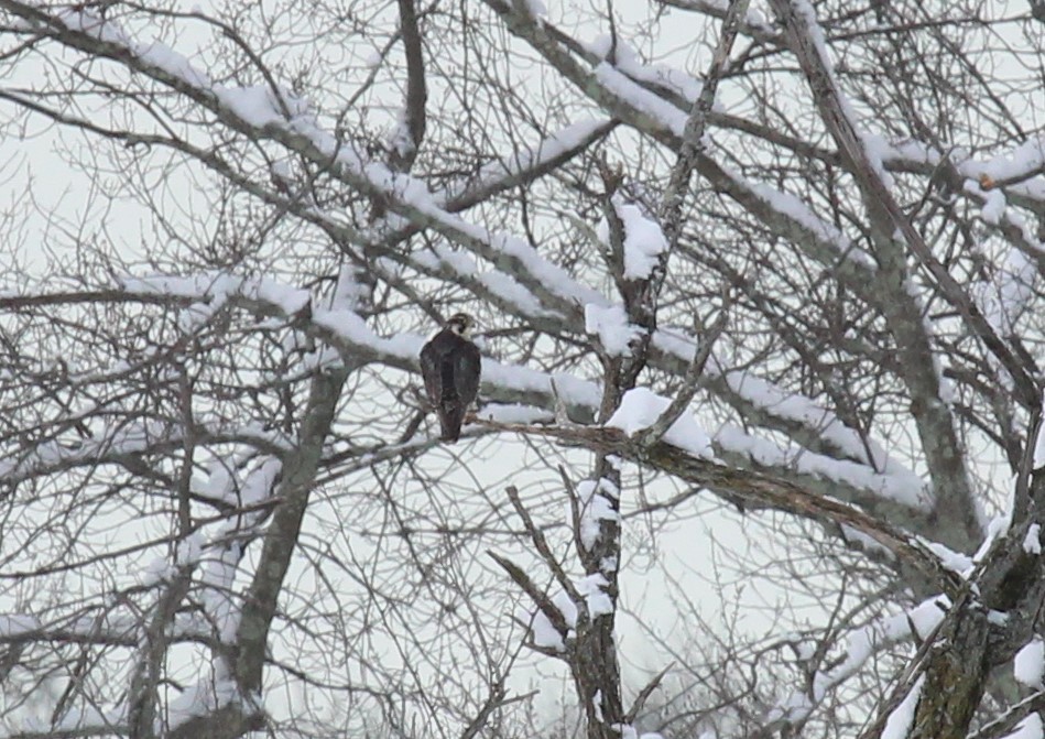 Peregrine Falcon - ML646950627