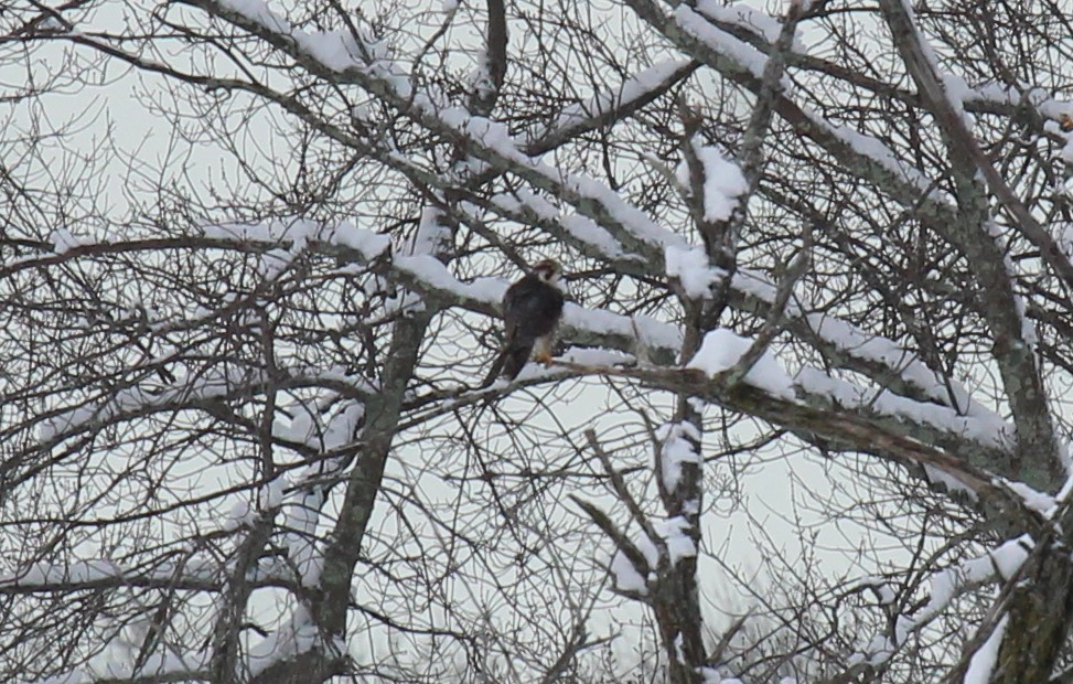 Wanderfalke - ML646950628