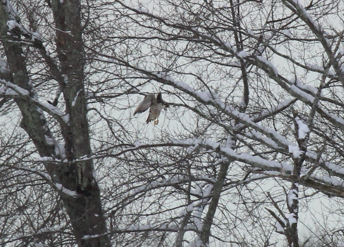 Wanderfalke - ML646950629