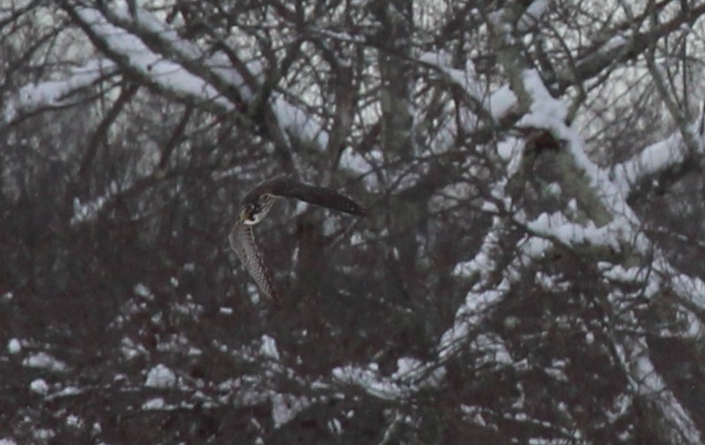 Peregrine Falcon - ML646950630