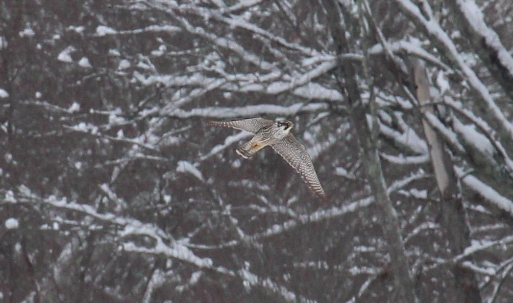 Peregrine Falcon - ML646950631