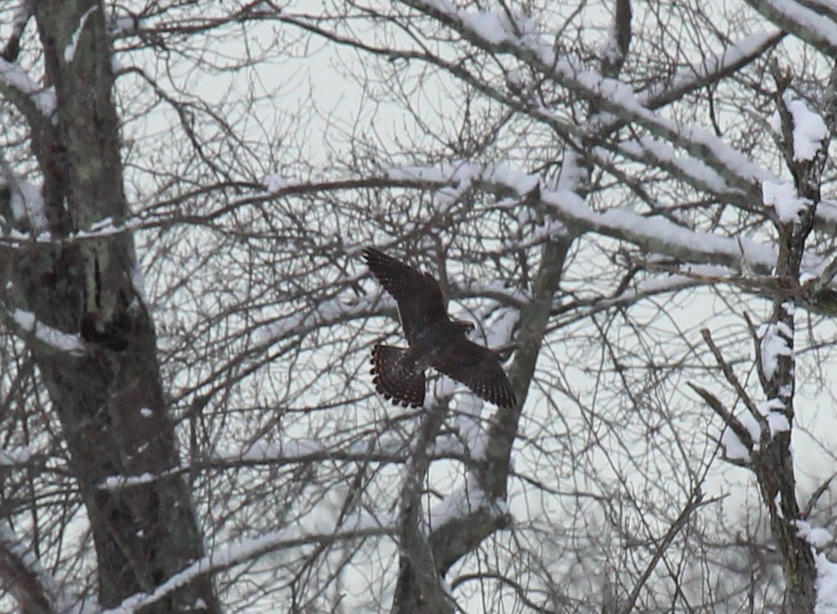 Wanderfalke - ML646950632