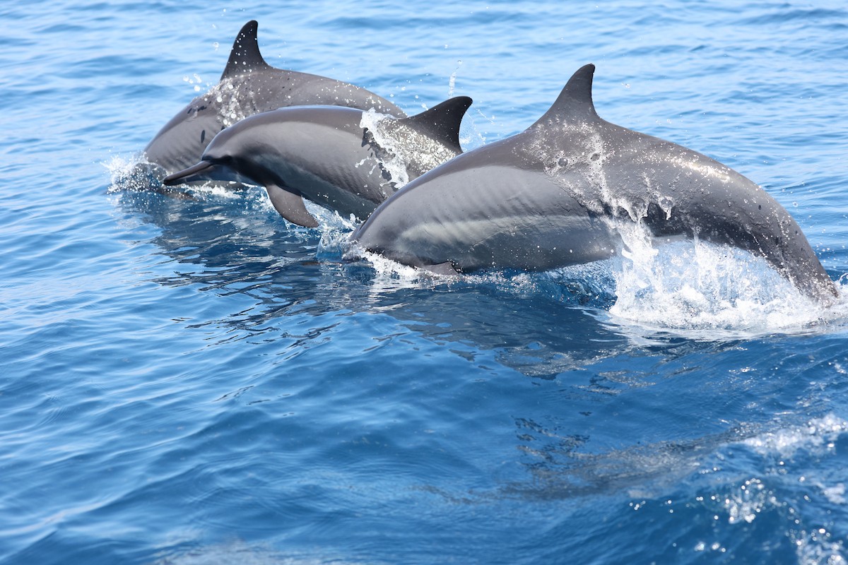 Длиннорылый продельфин - ML646950633