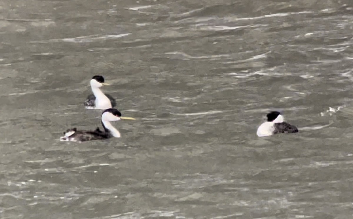 Renntaucher - ML646950635