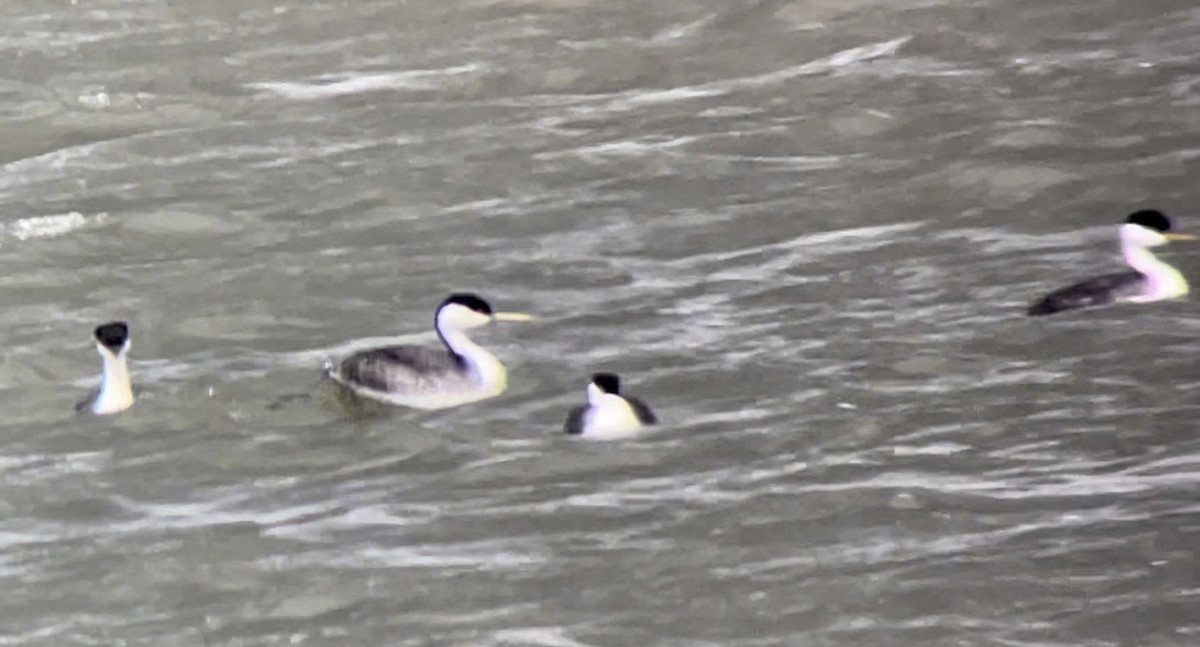 Renntaucher - ML646950636