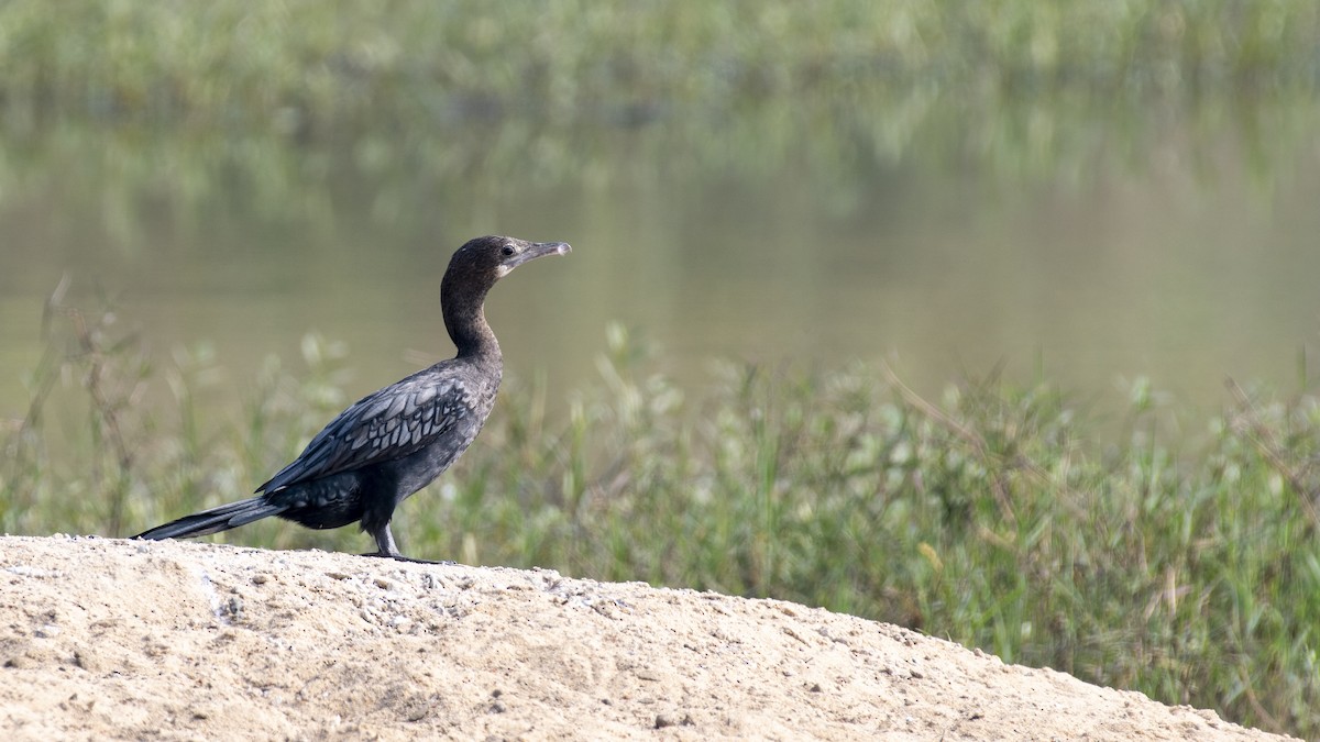 Kleinscharbe - ML646950637