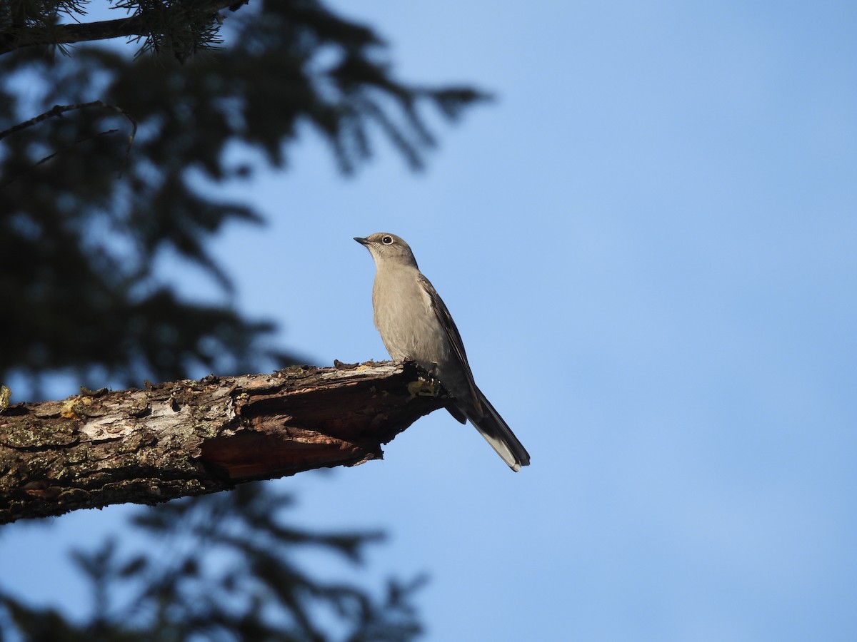 Townsendklarino - ML646950639