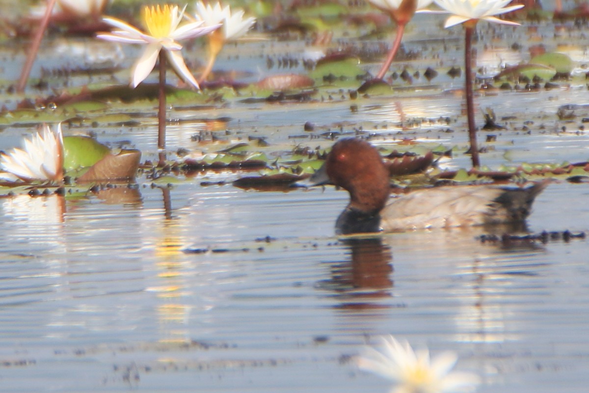 Common Pochard - ML646950640