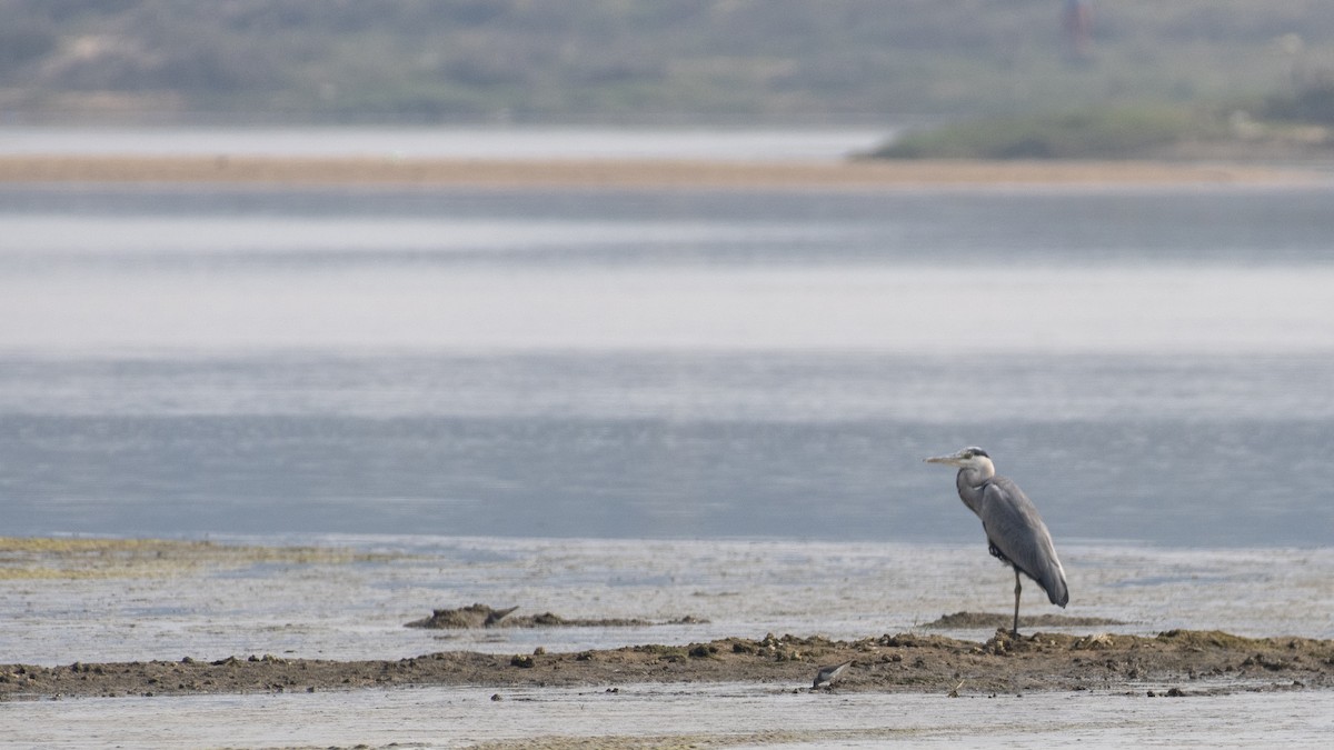 Graureiher - ML646950642