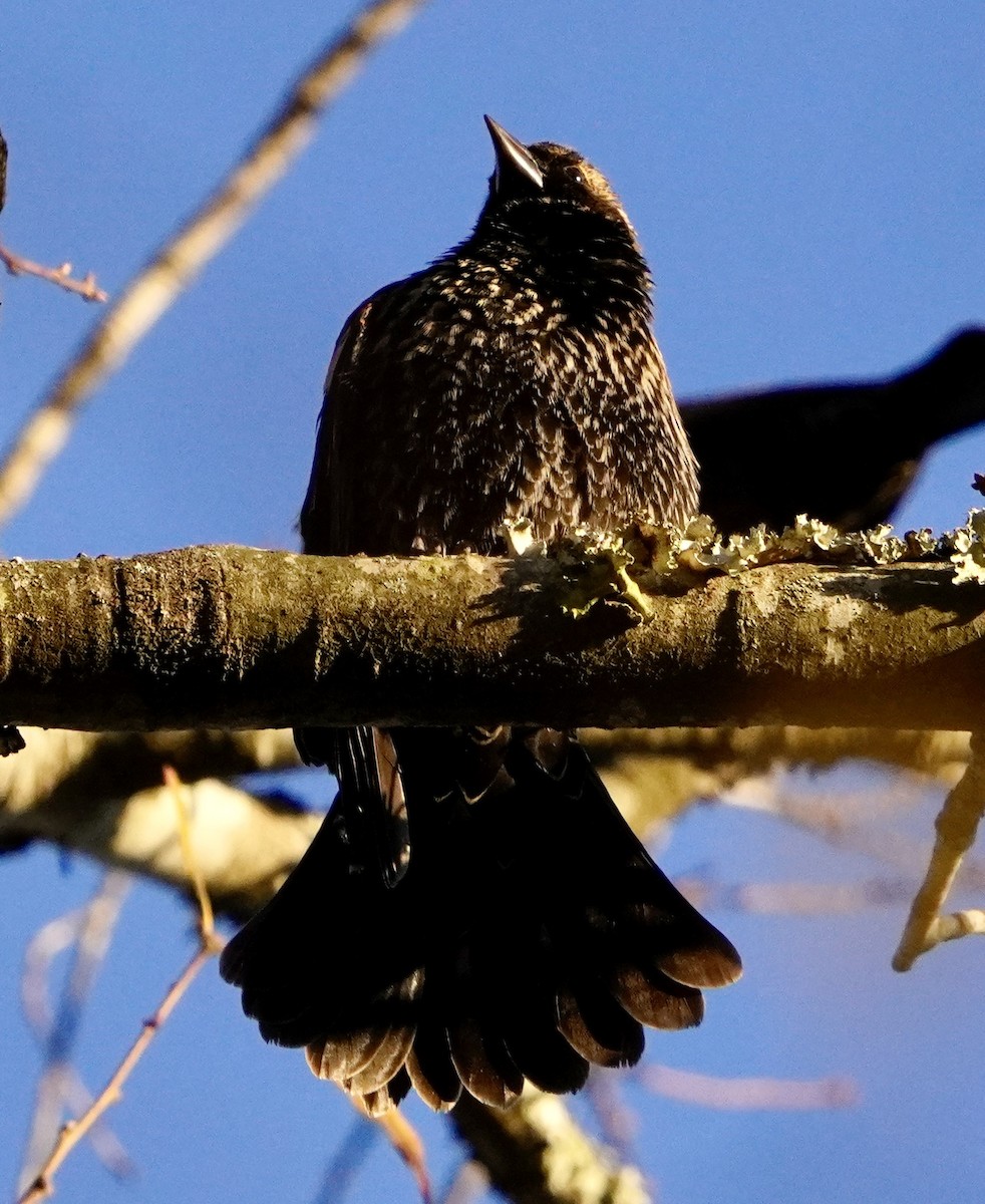 Rotflügelstärling - ML646950643