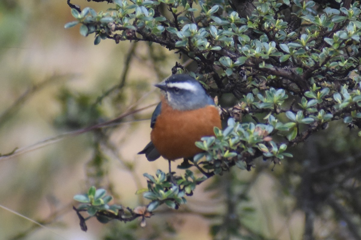 Weißbrauen-Spitzschnabel - ML646950644