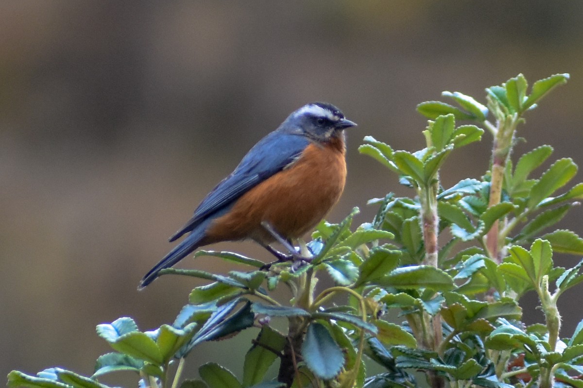 Weißbrauen-Spitzschnabel - ML646950645