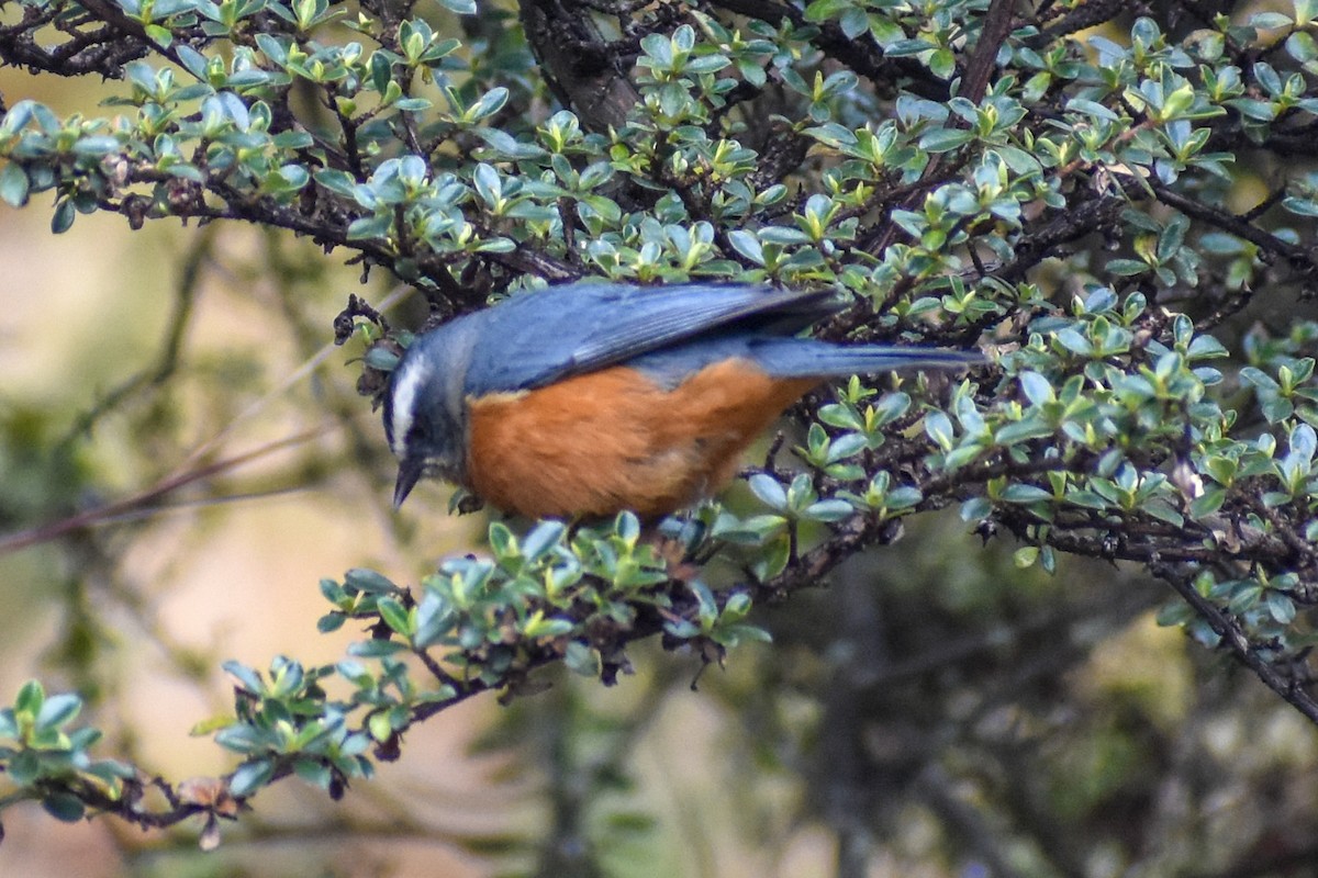 Weißbrauen-Spitzschnabel - ML646950646