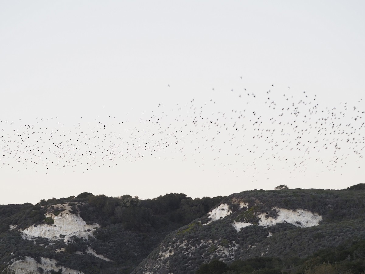 Purpurstärling - ML646950647