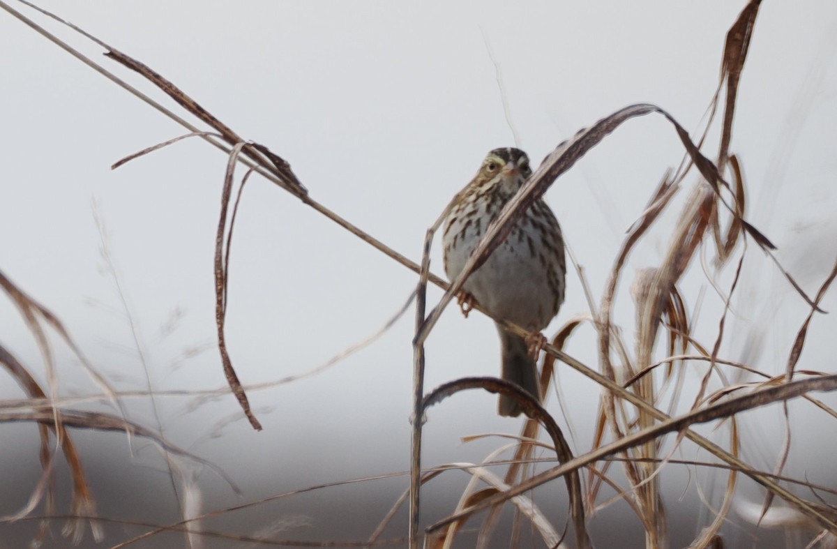 Grasammer - ML646950649