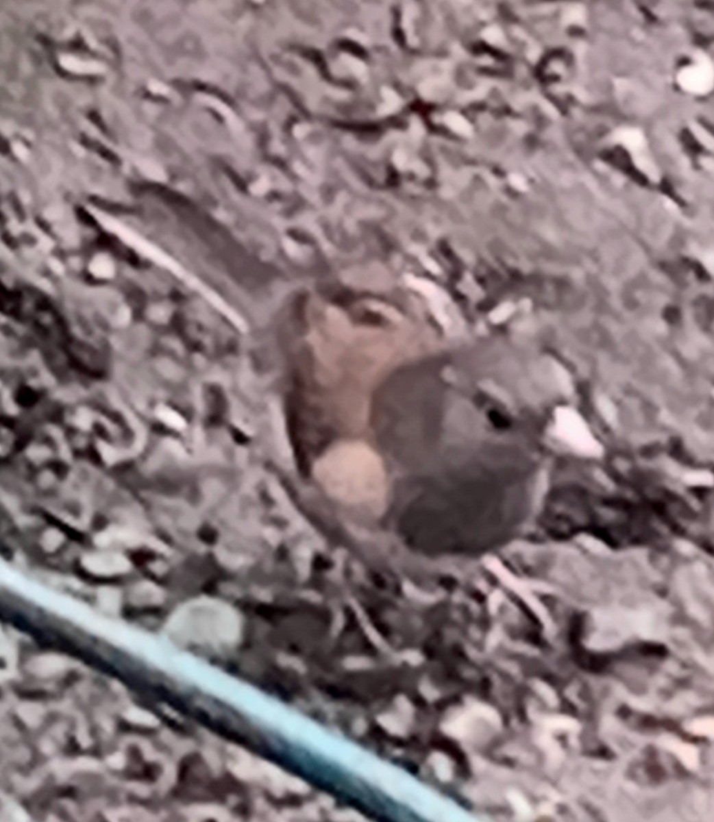 Winterammer - ML646950650