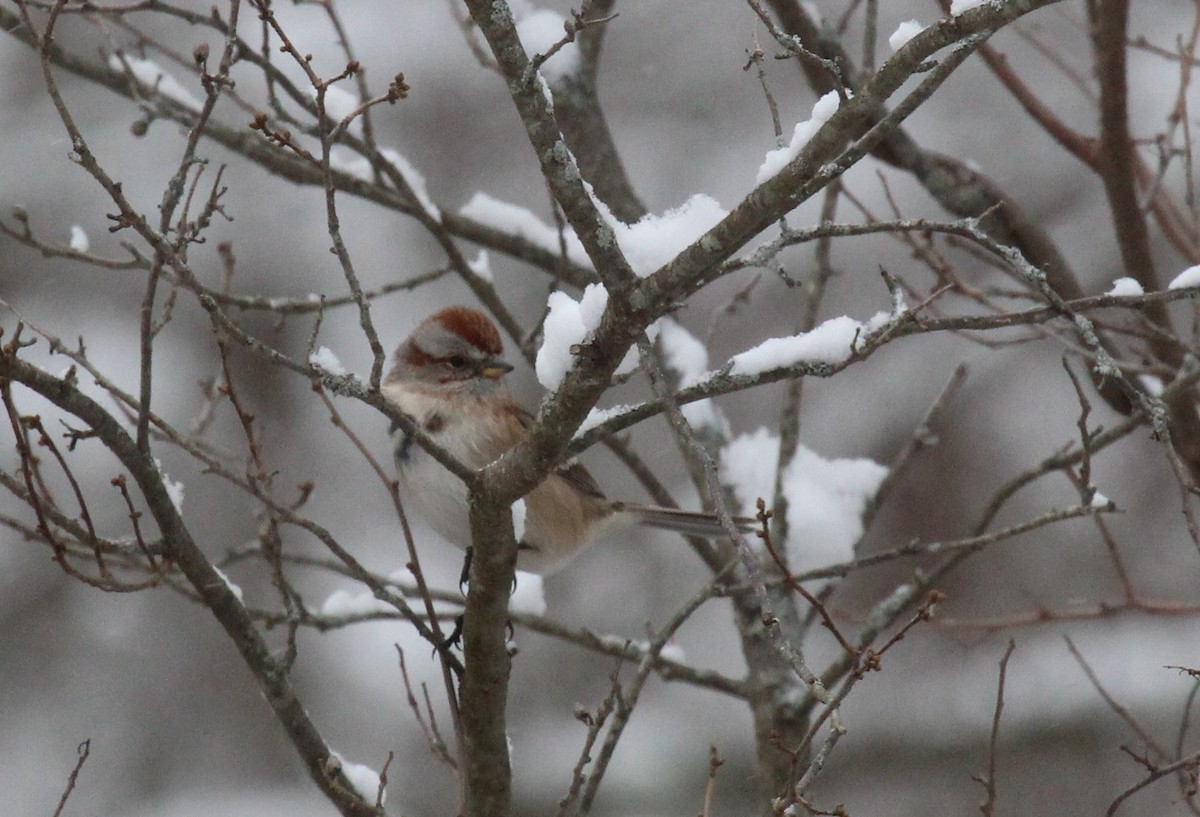 Baumammer - ML646950651