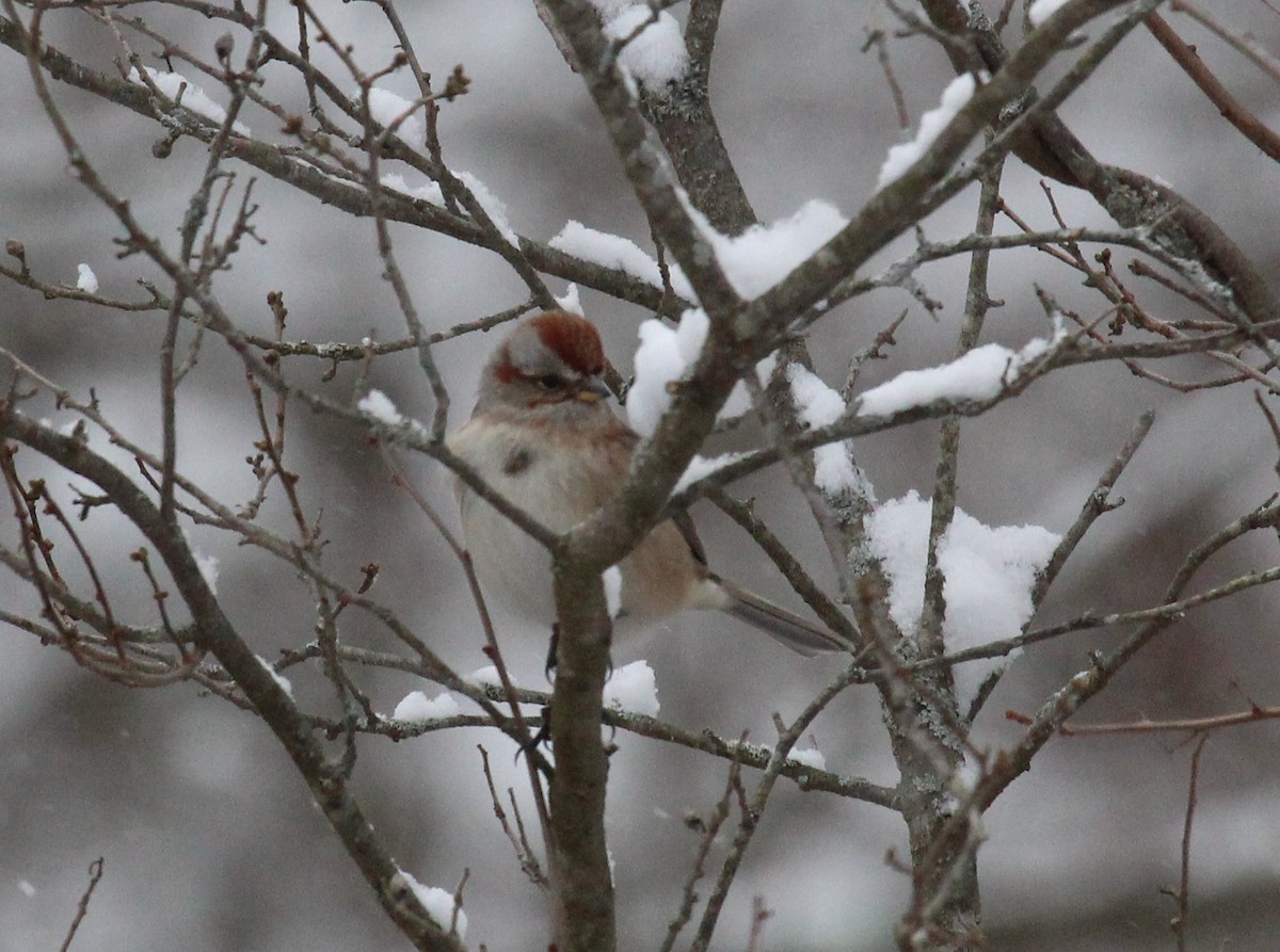 Baumammer - ML646950652