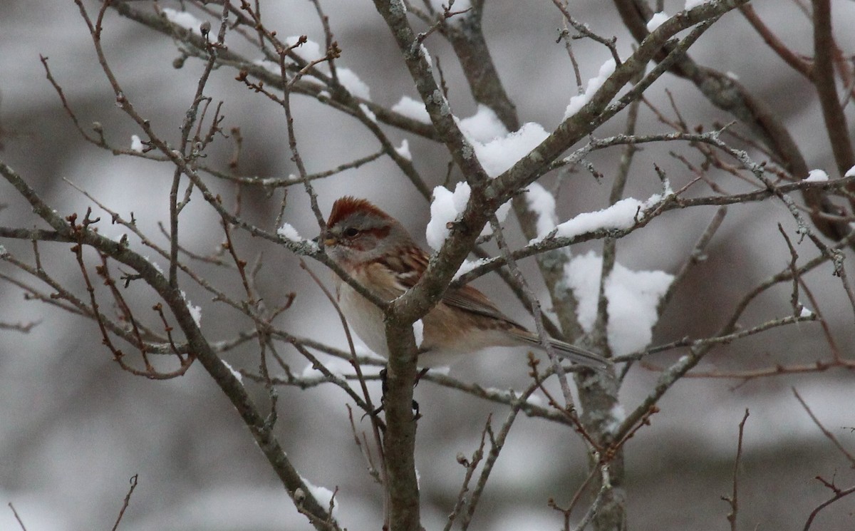 Baumammer - ML646950653