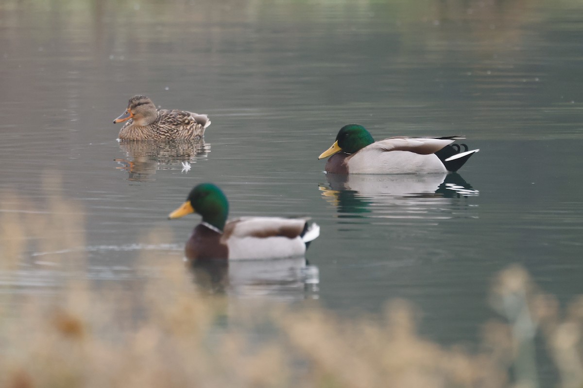 Stockente - ML646950654