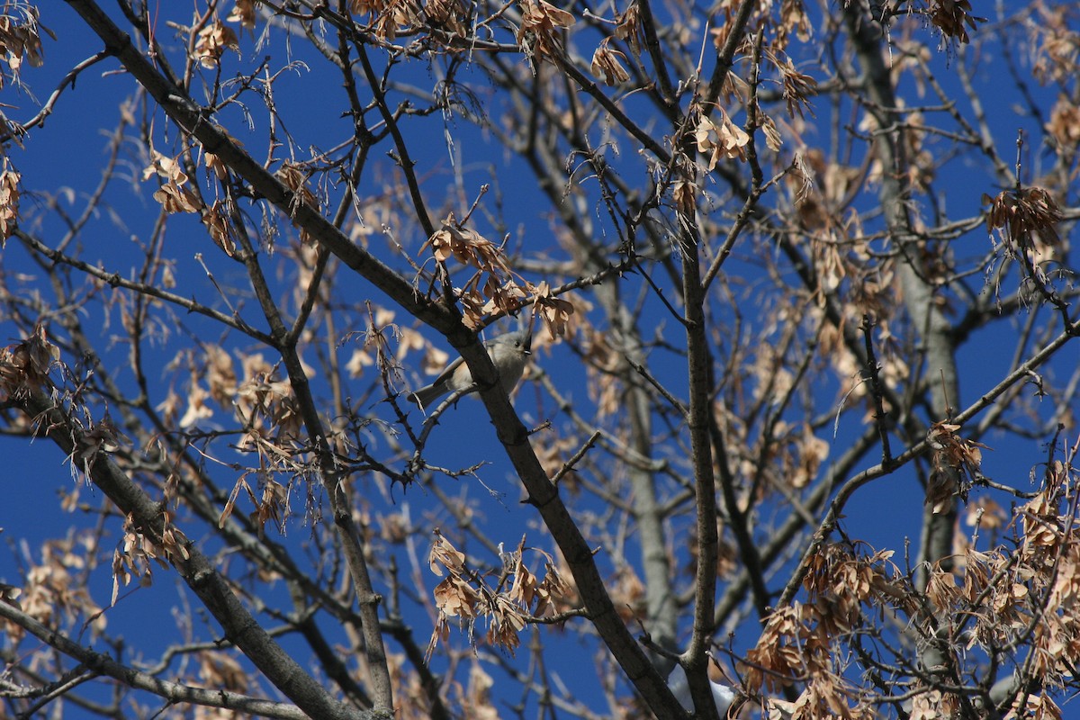 Grauhäubchenmeise - ML646950655