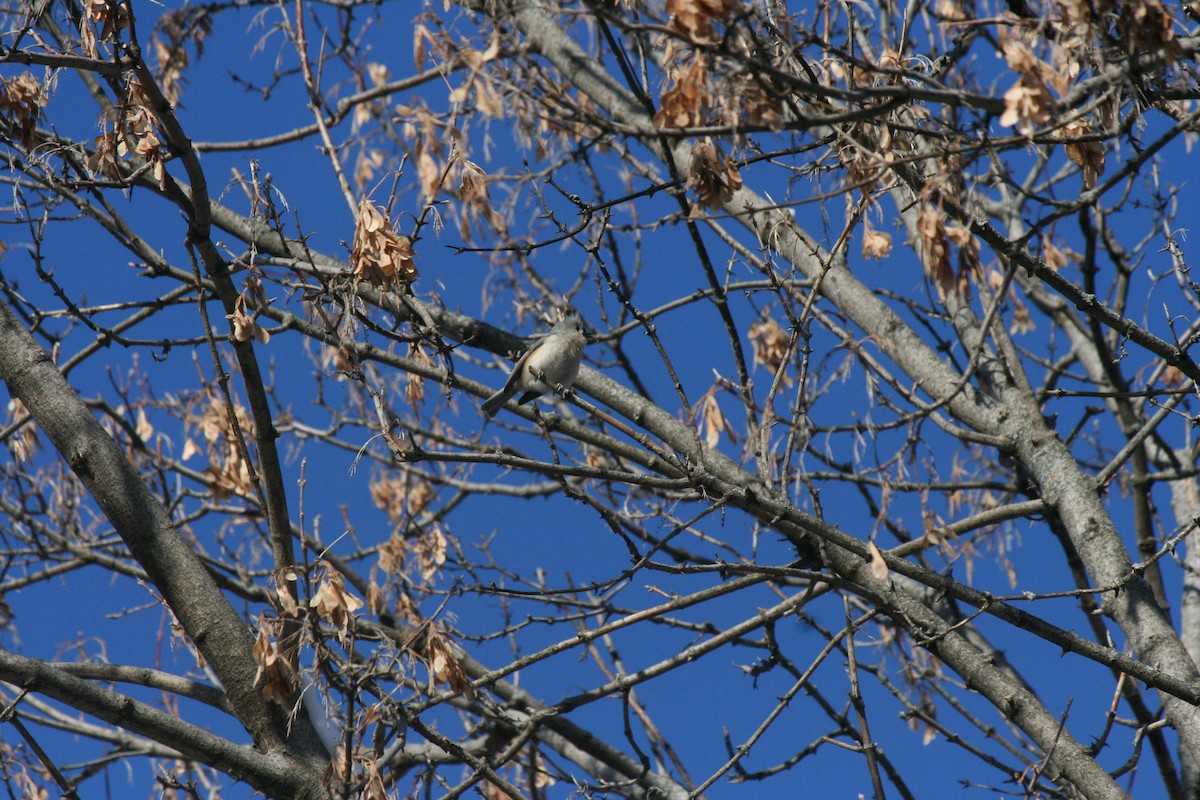 Grauhäubchenmeise - ML646950656