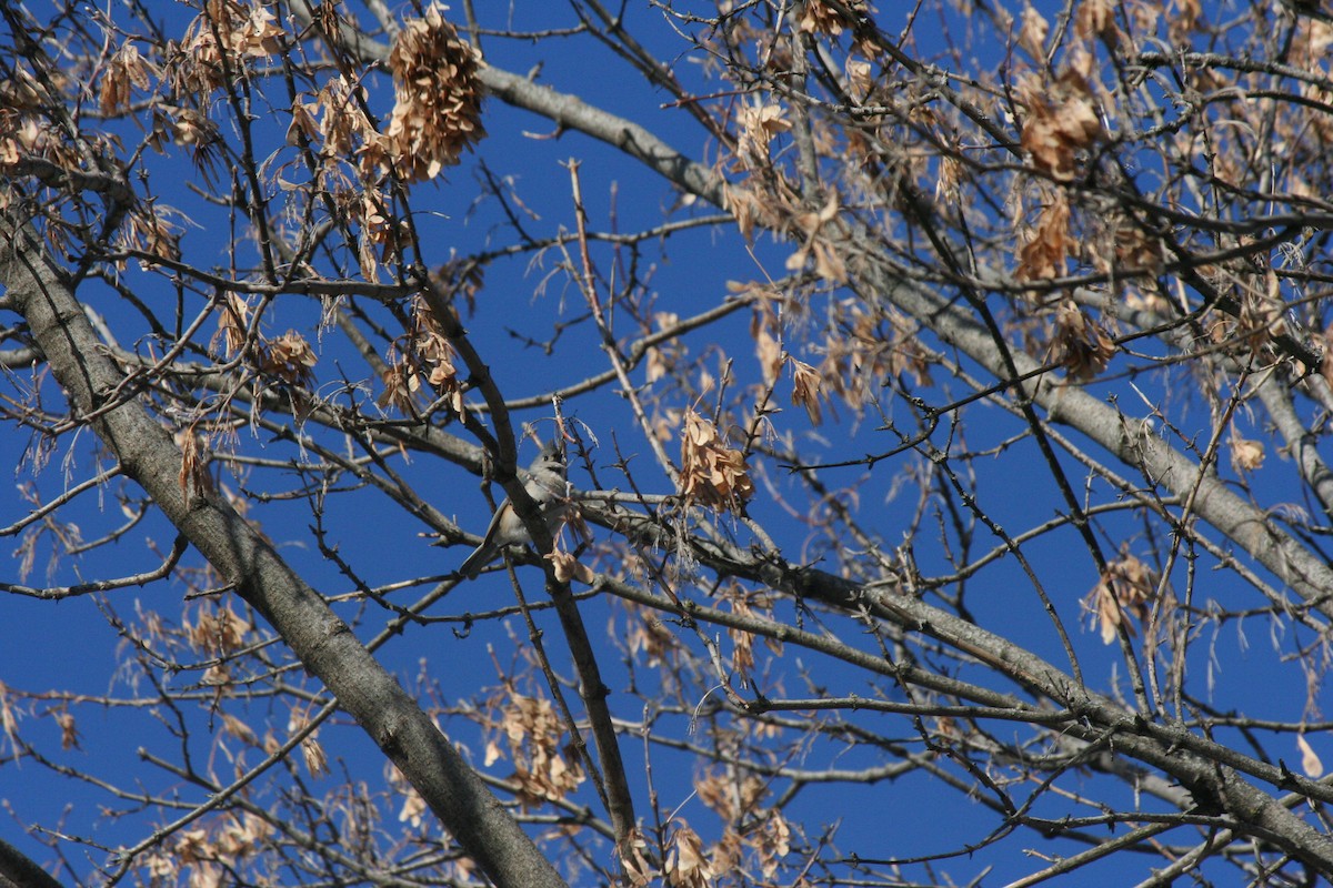 Grauhäubchenmeise - ML646950657