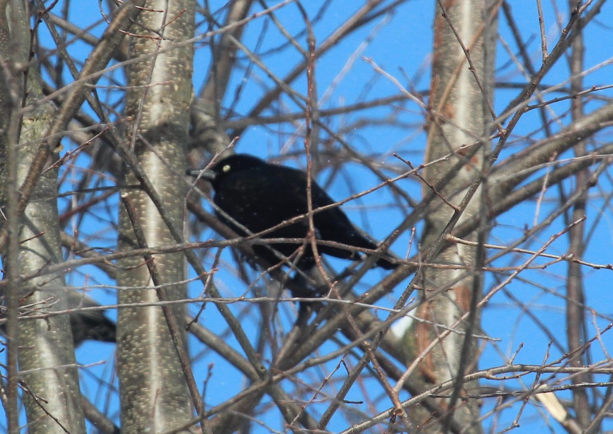 Purpurgrackel - ML646950658