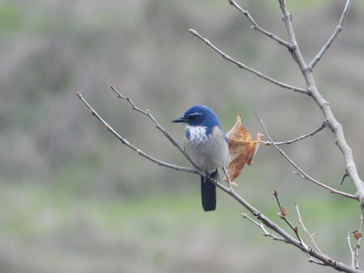 Kalifornienhäher - ML646950659