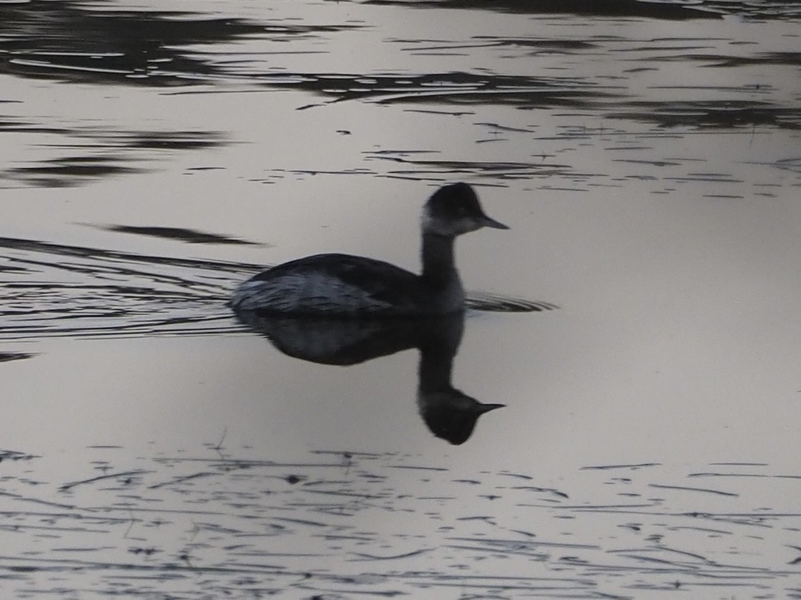 Schwarzhalstaucher - ML646950660