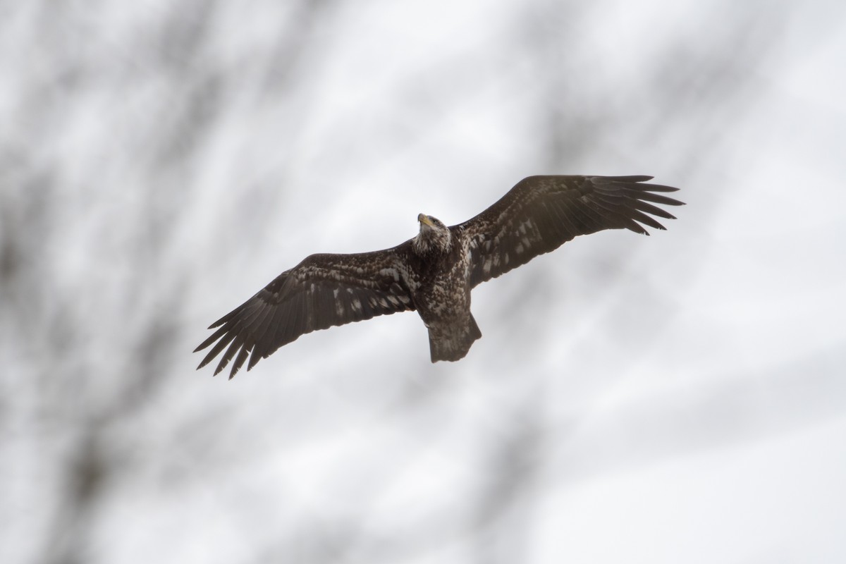 Weißkopf-Seeadler - ML646950661